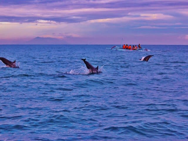 Dolfijnen bij Bali