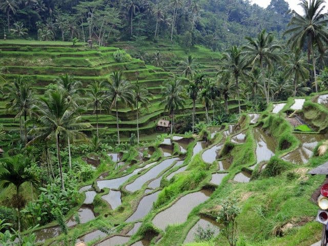 De 5 mooiste rijstvelden van Bali